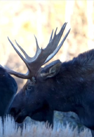 Bull moose near the cabin at Moose Springs Ranch